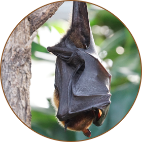 Bat removal