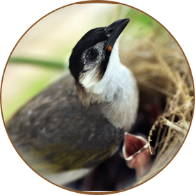 Bird removal