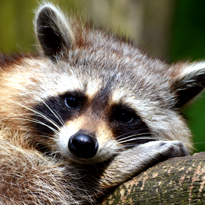 racoon removal service