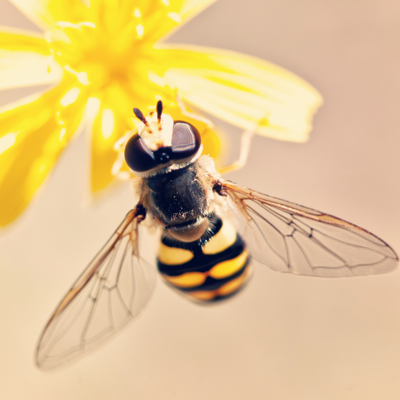 Pest control service