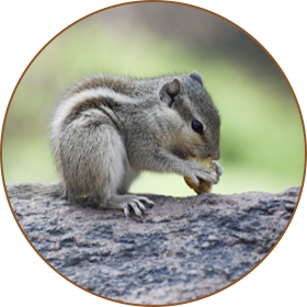 Chipmunk removal