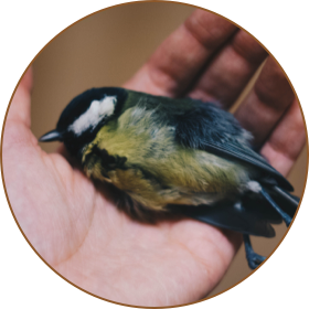 Dead animal removal