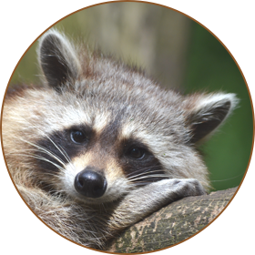Raccoon removal
