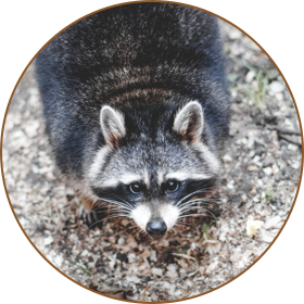 raccoon image