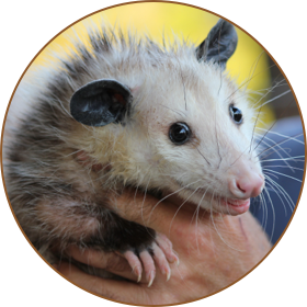 opossum removal