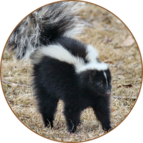 skunk removal