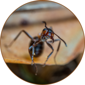 Ant control