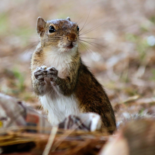 mr. raccoon, a brown squirrel is looking at distance