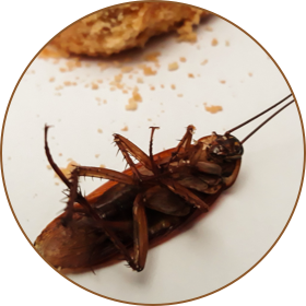 Cockroach Extermination