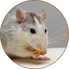 Mouse Rat Control