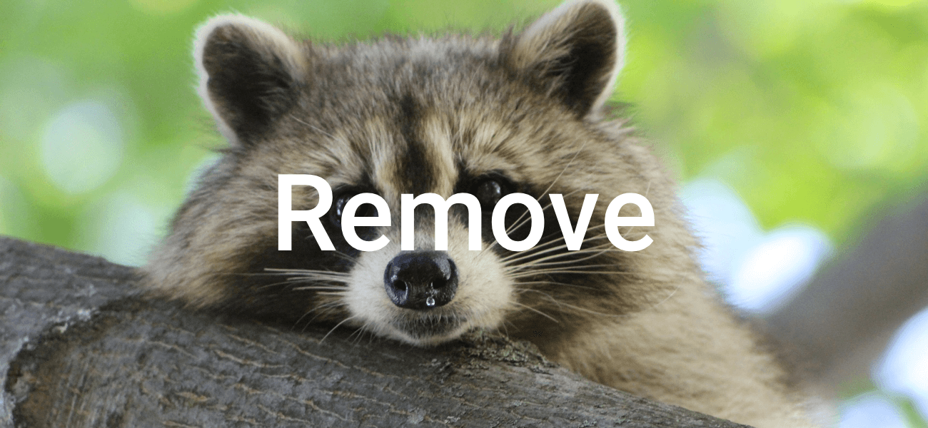 wildlife raccoon removal