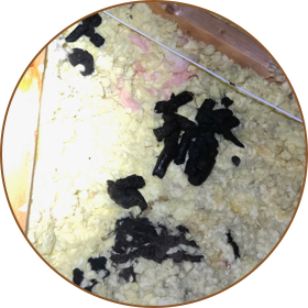 Sanitizing, Disinfecting& Deodorizing