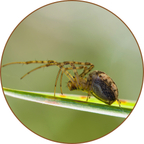 Spider control
