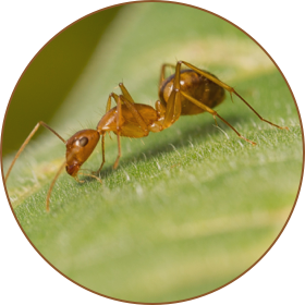 Ant Control