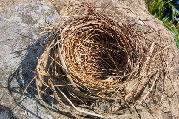 Bird Nesting