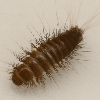 Carpet Beetles control