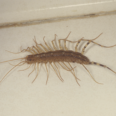 Centipedes control