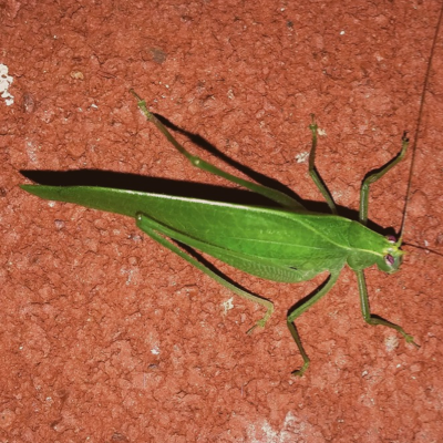 Crickets control
