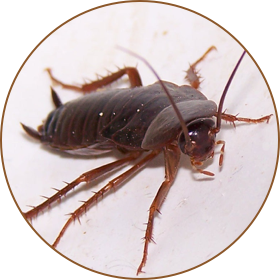 Crockroach extermination
