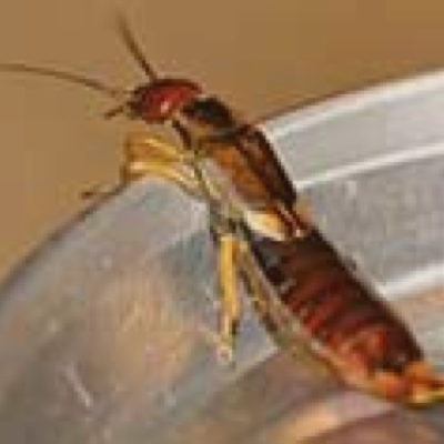 Earwigs control