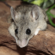 blog pest control