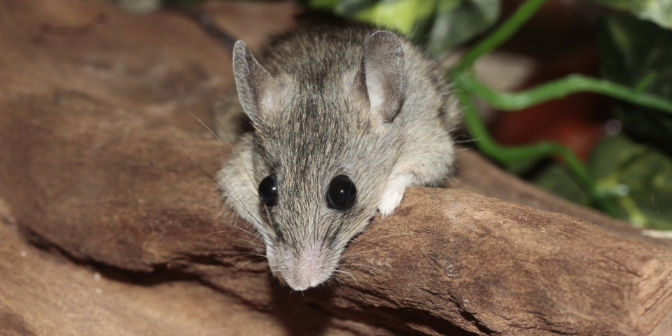 blog pest control