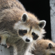 Blog raccoon