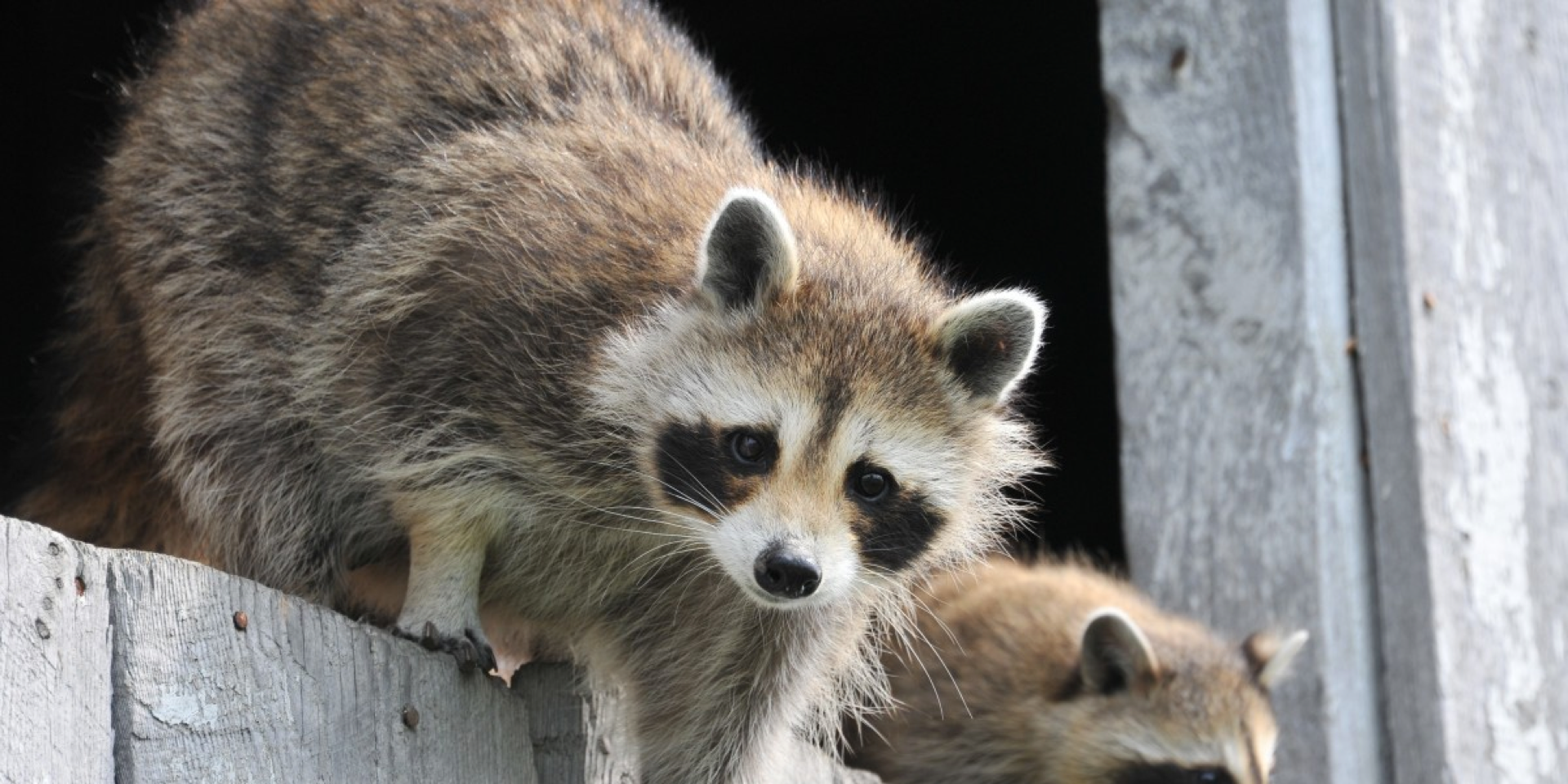 Blog raccoon