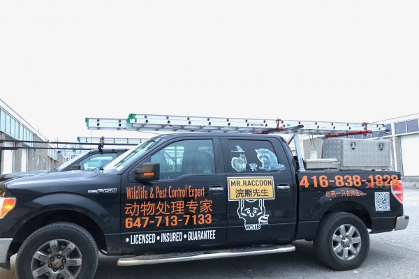 IMG_3014 mr raccoon working truck