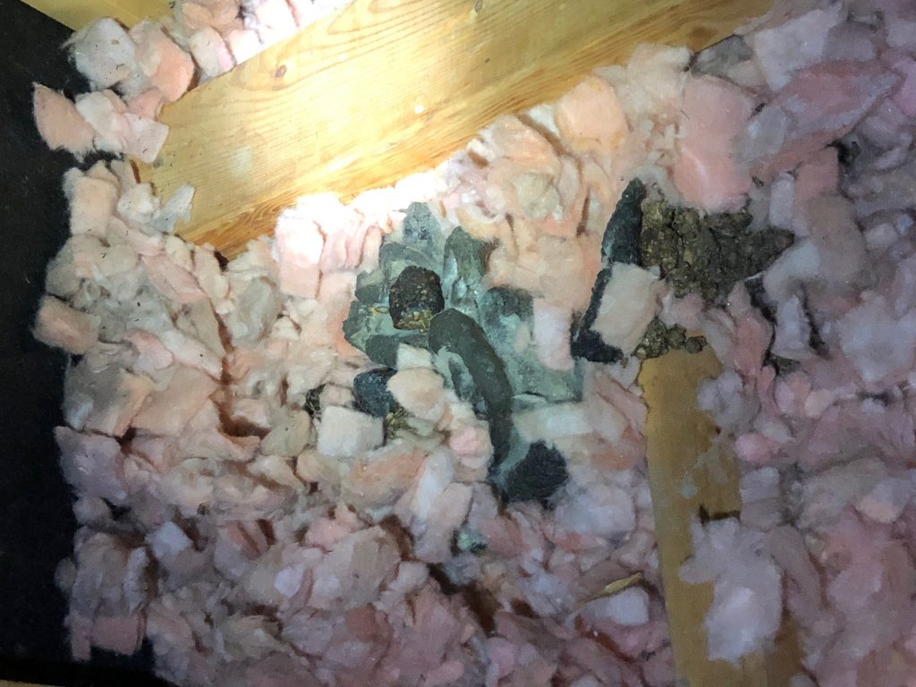 animal dropping