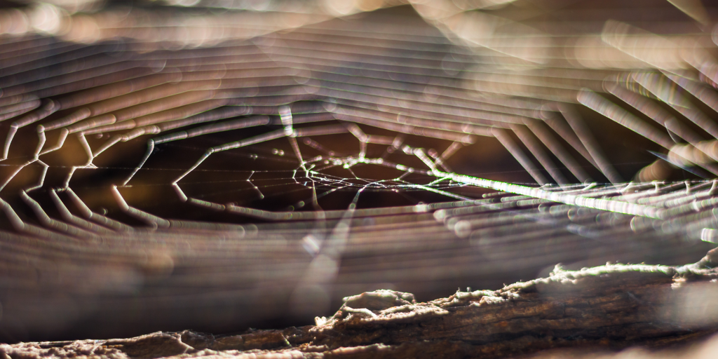 Spider Control