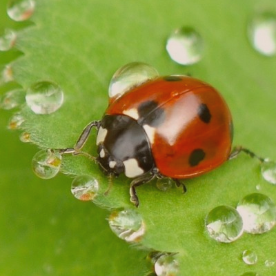 Lady Bugs control