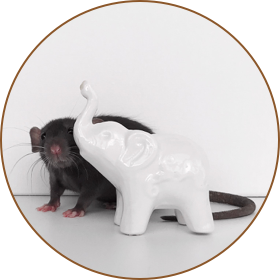 Mouse control