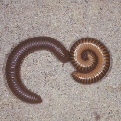 Millipedes control