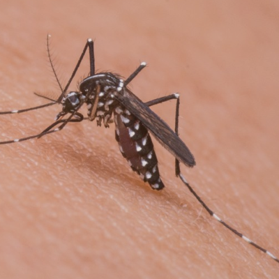 Mosquitoes control