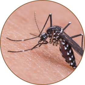 Other insects control