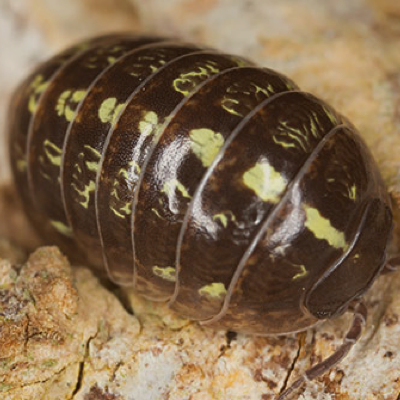 Pill Bugs control