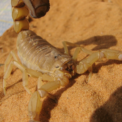 Scorpions control
