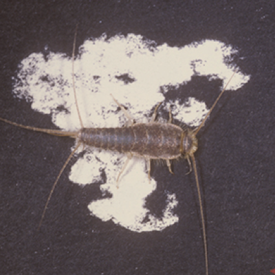 Silverfish control