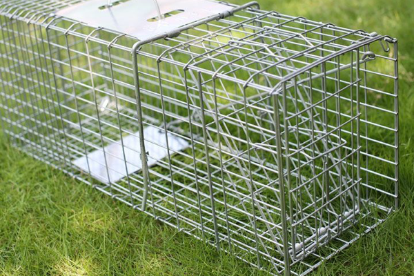 Trap for wildlife removal