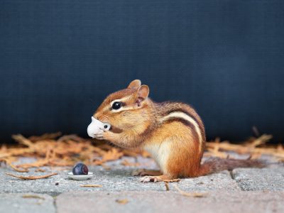 chipmunk removal chipmunk removal, a chipmunk is holding a tiny tea cup
