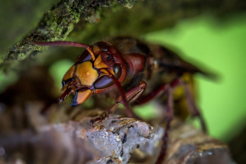 hornet bee close up image