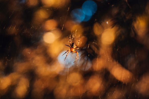 arachnid-cobweb-spider-1202855 Spider Control