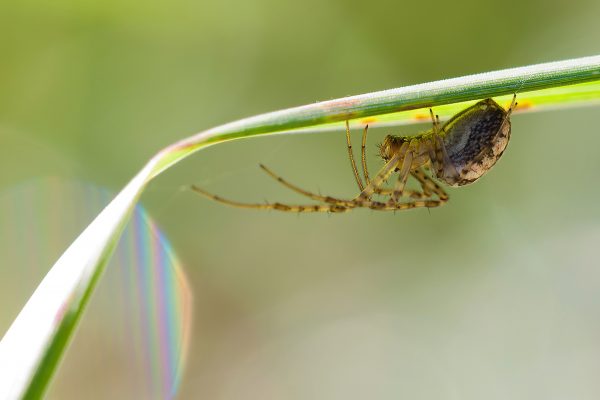 arthropod-close-up-macro-60900 Spider Control