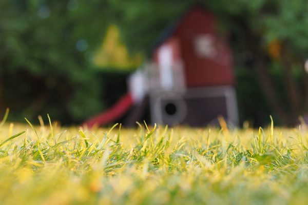 backyard-blur-depth-of-field-1251801 animal dropping removal