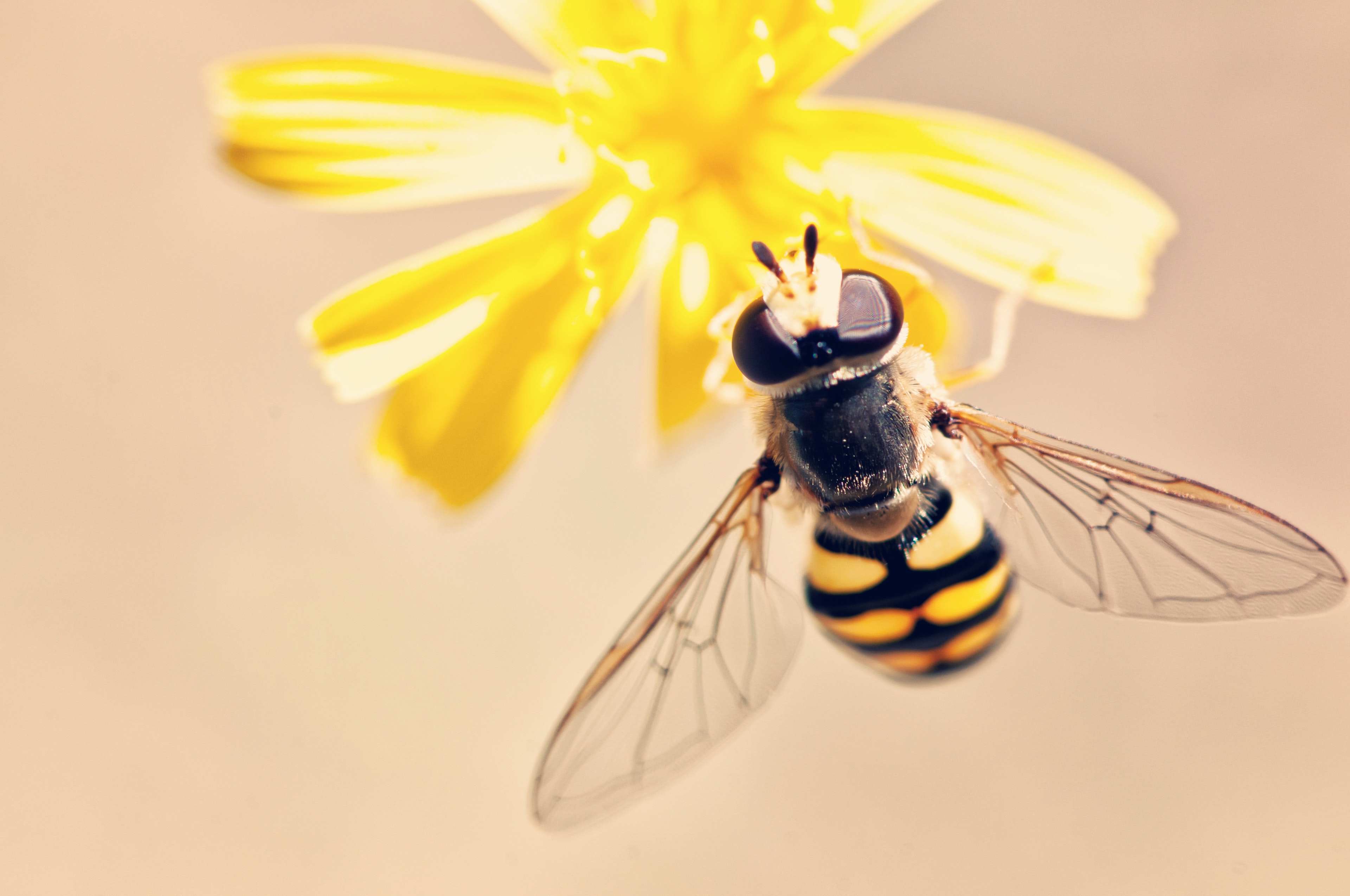 bee close up image