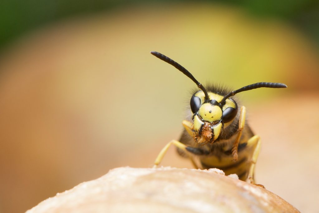 hornet bee close up image