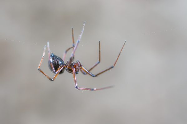 macro-arachnid-spider-invertebrate-arthropod-macro-photography-1432129-pxhere.com Spider Control