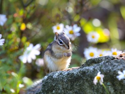 chipmunk removal chipmunk removal, a chipmunk standing on a rock